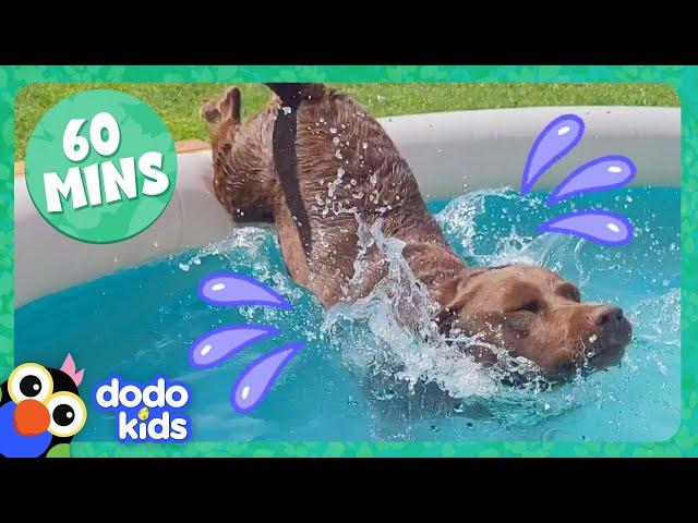 Splash Dogs Take Over The Pool...And We Love It! | Dodo Kids | 1 Hour Of Animal Videos