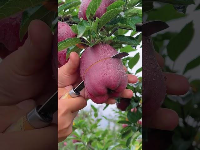 Delicious red apple cutting - Farm fresh ninja fruit cutting