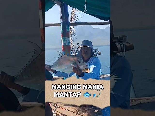 Review Mancing STREEK Ikan JT Babon lagi. Mantap Poll Tarikannya. #shorts #hobimancing #mancing