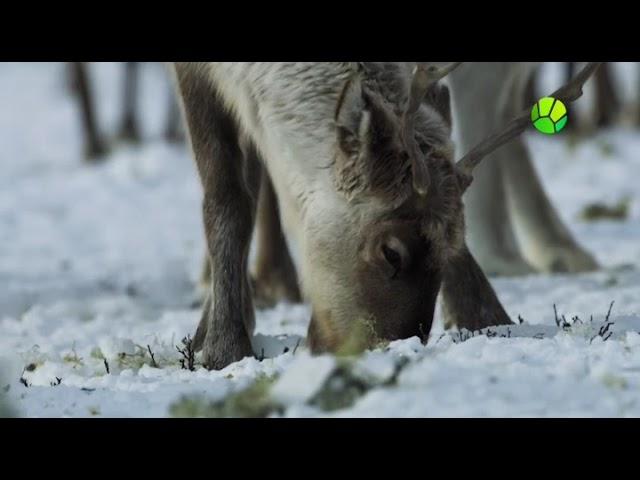 Рожденные бурей. (Возвращение света)