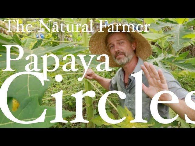 Papaya Circles - John Kaisner The Natural Farmer