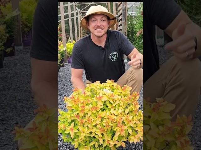 Candy Corn Spirea |Extremely Colorful and Low Maintenance! #landscaping #plants #shrubs