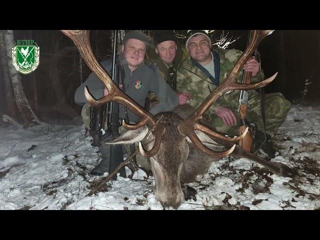 Охоты на оленя в Беларуси