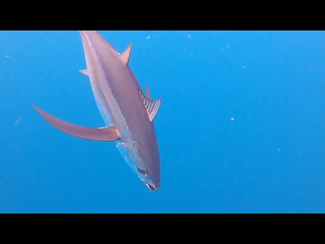 PNW Albacore Migration (Kevin Newell of TOTAL FISHERMAN Explains!)