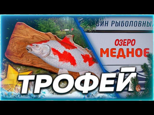 ТРОФЕЙ КОХАКУ! ЭТО ЛУЧШАЯ НАЖИВКА НА КОИ. ДЕНЬ 5 Русская Рыбалка 4.