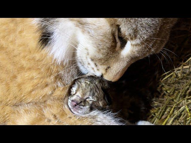 LYNX UMKA GIVES BIRTH / I help the lynx give birth