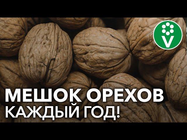 ПРОВЕРЕННЫЙ способ посадки ГРЕЦКОГО ОРЕХА из семян!