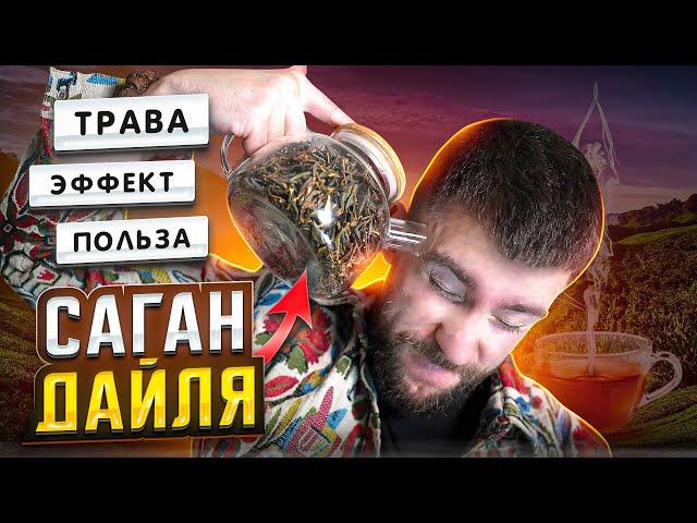 Саган Дайля: полезные свойства, эффекты, как заваривать, трава | Чайная мастерская — китайский чай