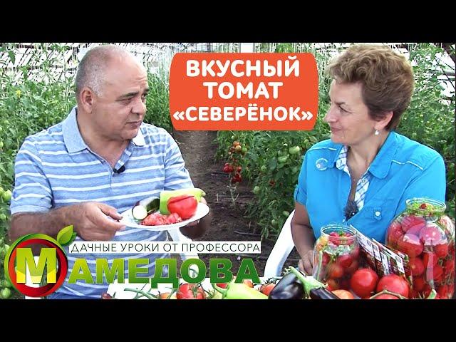 Отвечаем на ВСЕ вопросы: ВКУСНЫЙ ГИБРИД ТОМАТ СЕВЕРЕНОК