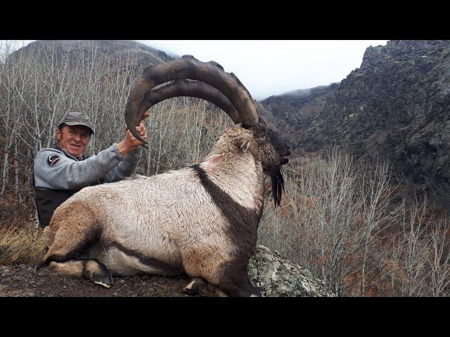 BEZOAR IBEX HUNTING  TURKISH FRONTIER & MUSTAFA YILMAZ