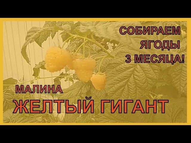 Малина: Жёлтый ГИГАНТ - малина с огромными ягодами//ПитомникМедуницы