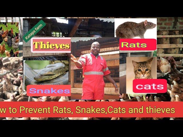 How to chase away  Rats, Snakes, Thieves, etc from your poultry House