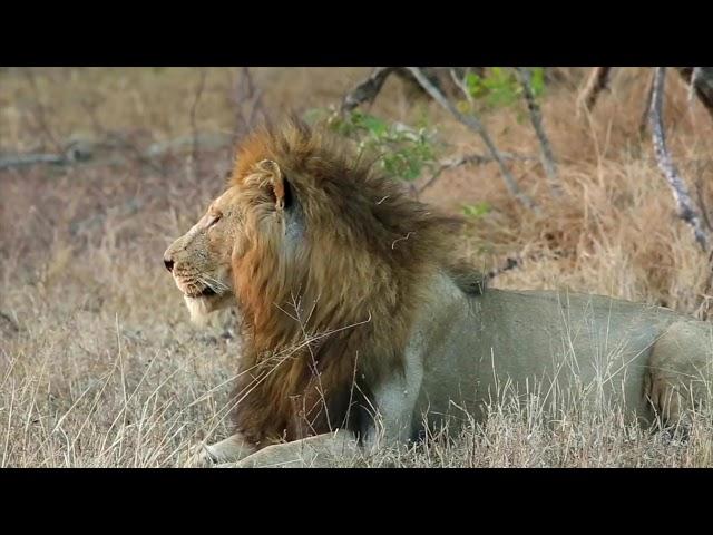 Michael DeLorme Photography - Films du Lion