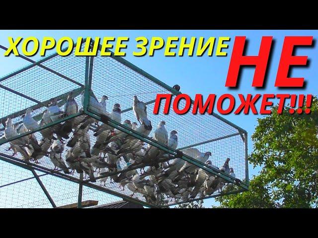 КАК таких ГОЛУБЕЙ снимать на Мобильный  / Молодые Голуби 2023