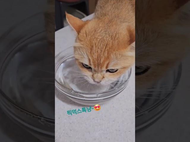 스토커냥큐리~(늘 집사걱정ㅠ)#cat #고양이 #반려묘#브리티쉬숏헤어  #cute #찍먹#깔끔냥#해피주말