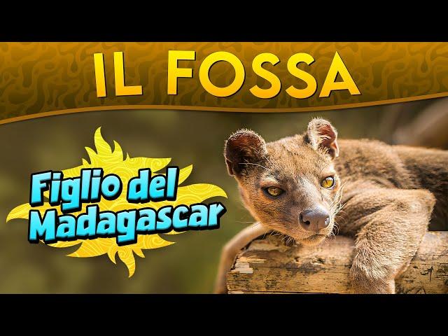 Il Fossa: figlio del Madagascar ► Puntata 164