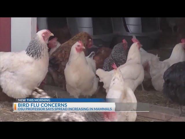 Bird flu spreading in Ohio among mammals