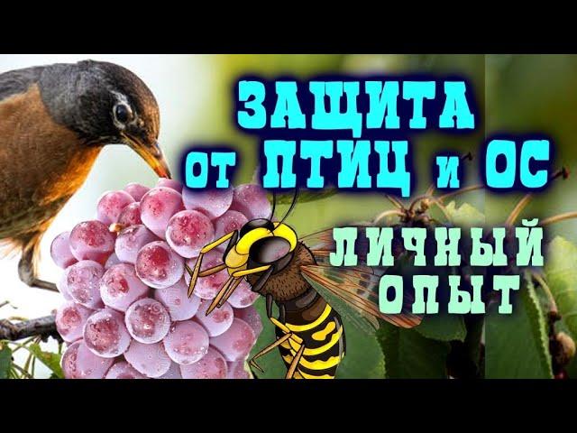 ЗАЩИТА ОТ ПТИЦ И ОС - ЛИЧНЫЙ ОПЫТ