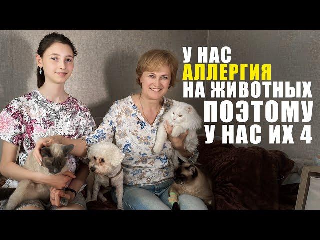 Аллергия на животных. Как жить с кошками и собаками?