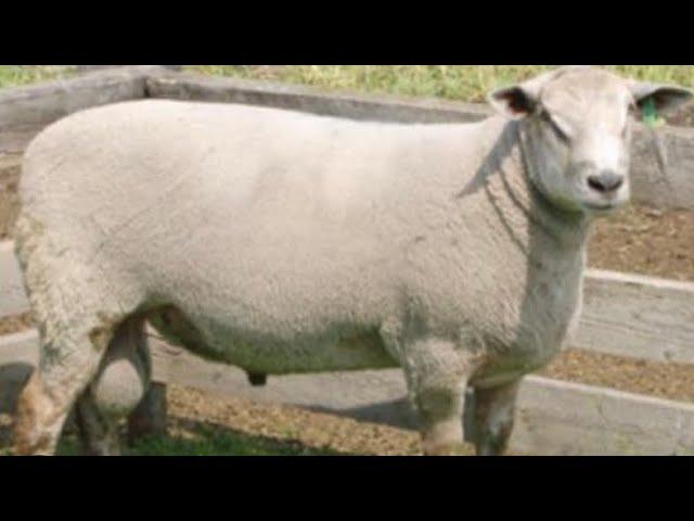 The Rideau Arcott - Sheep breed / High fertility