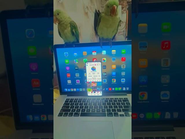 My my online setup and parrot