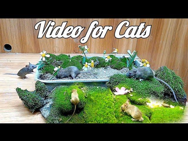 Cat and Mouse TV ~ Videos for Cats to Watch Mice