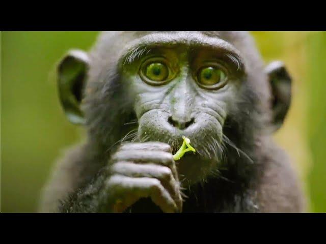 Best Monkey Moments | BBC Earth