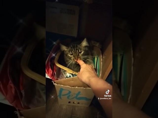 #украина #tiktok #відпочинок #котики #дом #домашніулюбленці #кіт