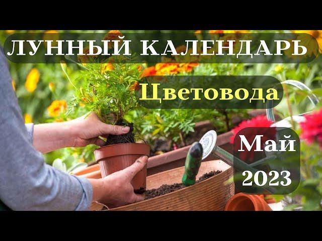 Лунный Посевной Календарь Цветовода на Май 2023┃#сад #календарь #2023 #фаза #луна #топ #цветы #май