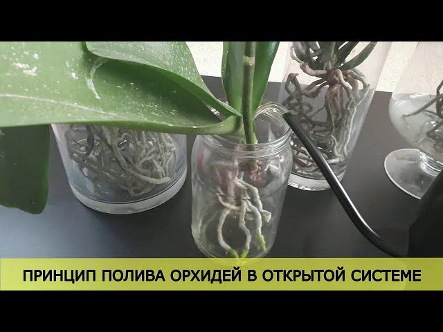 Принцип полива орхидей в открытой системе. Как часто  и какие орхидеи поливать.