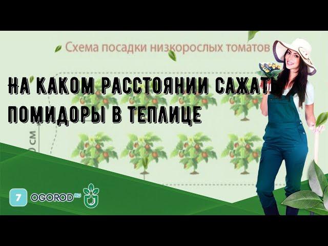 На каком расстоянии сажать помидоры в теплице