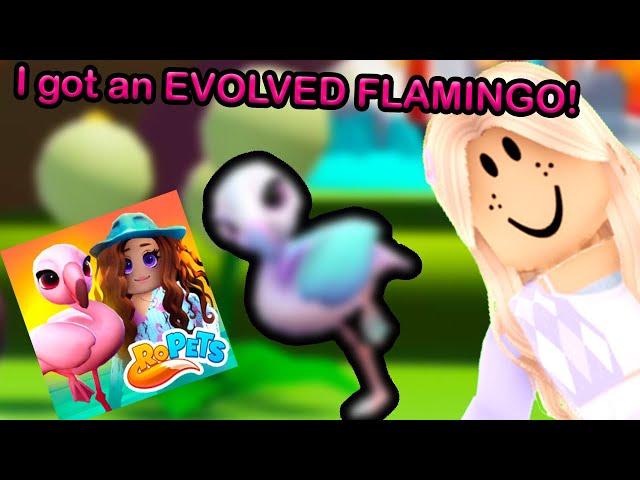 I got an EVOLVED Flamingo while completing my collection in RoPets!