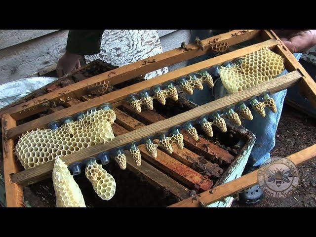 Raising Queen Bees Cells