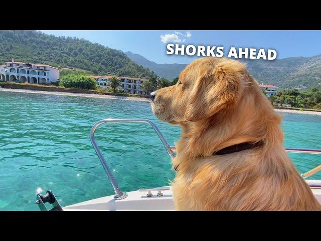 My Dog Goes On A Sailboat Trip