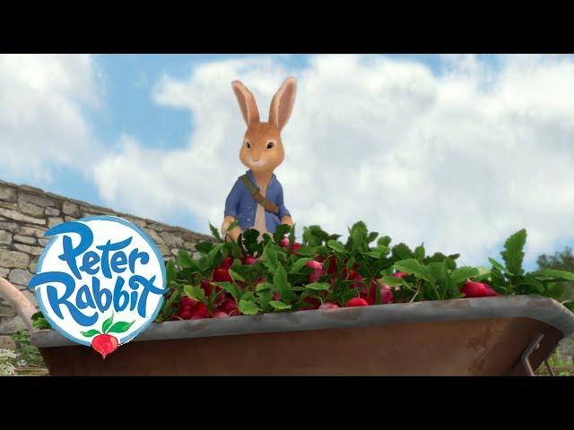 Peter Rabbit - The Radish Robbers | Cartoons for Kids