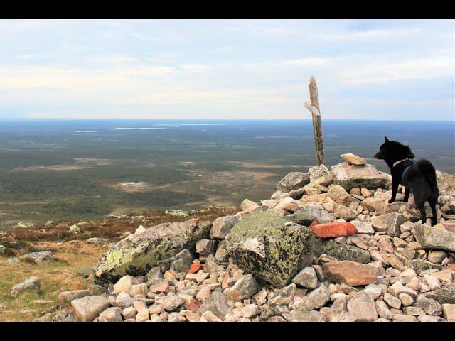 Jekku Schipperke hiking in Lapland - Jekku vaeltaa Lapissa (Hetta-Pallas)