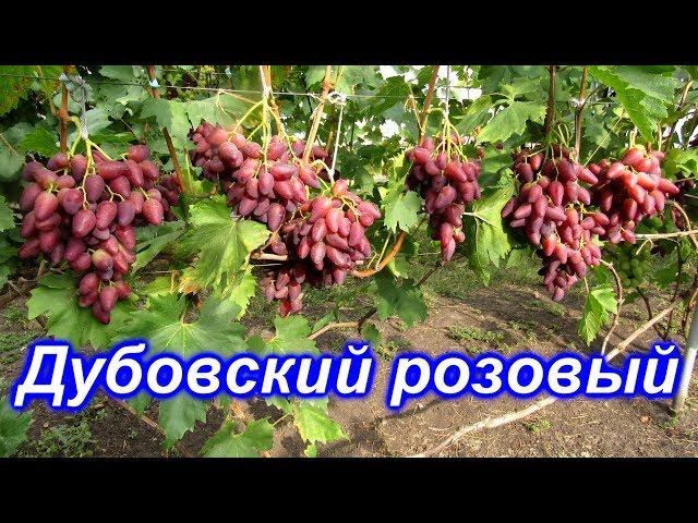 Дубовский розовый 15.08.2019