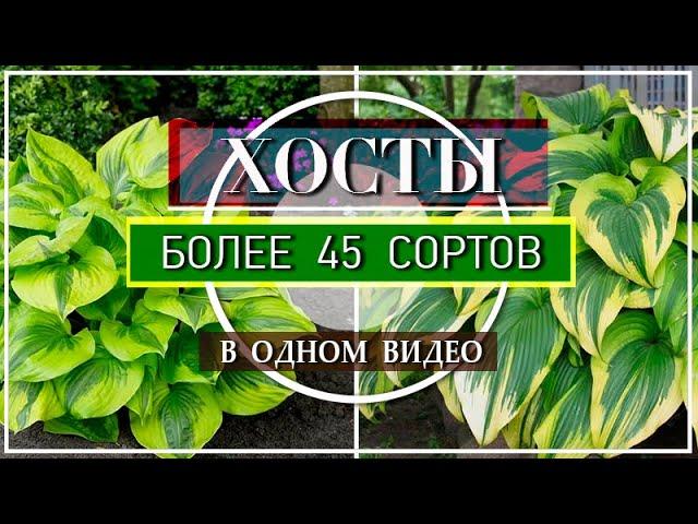 ХОСТЫ / БОЛЕЕ 45 СОРТОВ Хост в Моем Саду / ОБЗОР