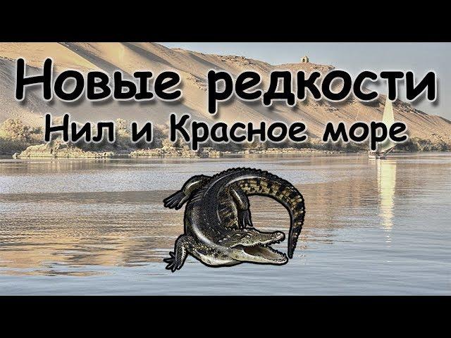 Русская Рыбалка 3.99 (Russian Fishing) Новые редкости Нил и Красное море