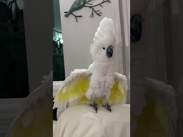 Crazy umbrella cockatoo Zeus- Will do anything for a laugh!!