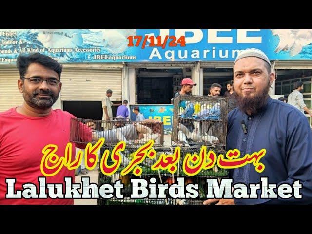 lalukhet sunday birds market 17/11/24| birds rate list 2024 lalukhet birds market 2024|zunair birds