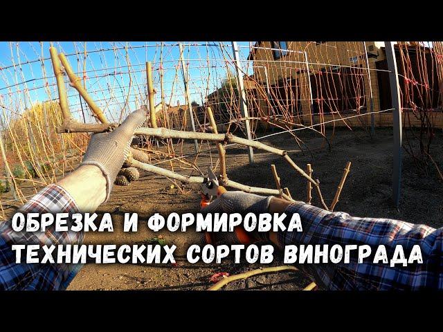 Обрезка и формировка технических сортов винограда