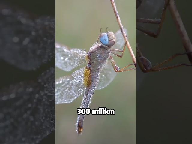 10 Animal Facts That Will Blow Your Mind! #AnimalFacts #Wildlife