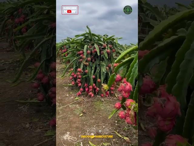 Dragon Fruit Farm
