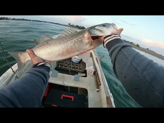 BRANCIN (Levrek )-3.400KG trolling (lubin-sea bass)-Ada bojana-Ulcinj  (23.05.2023)