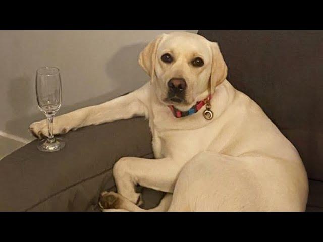 Labrador Dog are The Best At Making Us Laugh 