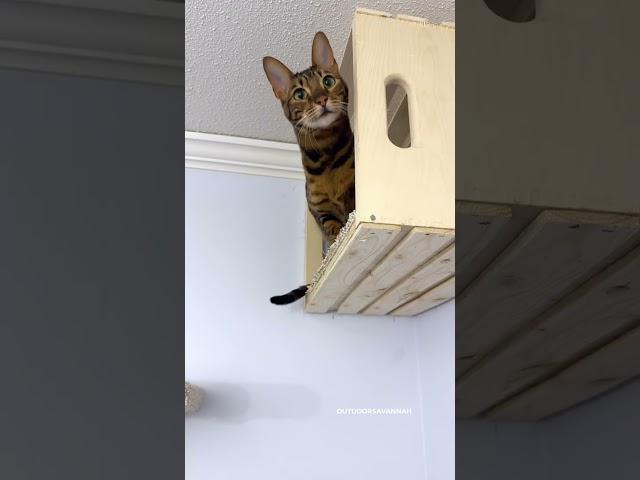 I Built A Cat Wall Playground