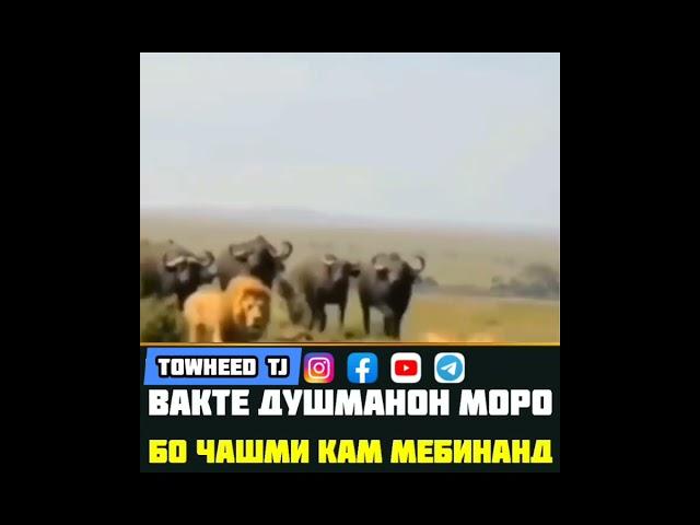 Вақте ки душман моро бо чашми кам мебинанд