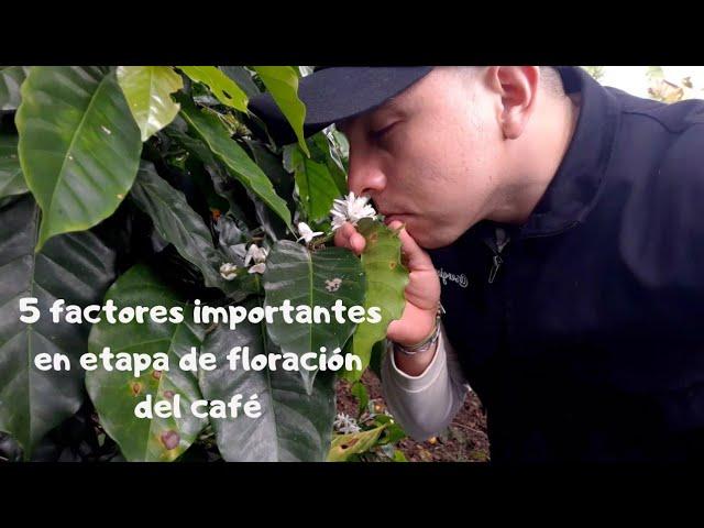 5 factores importantes en etapa de floración del café