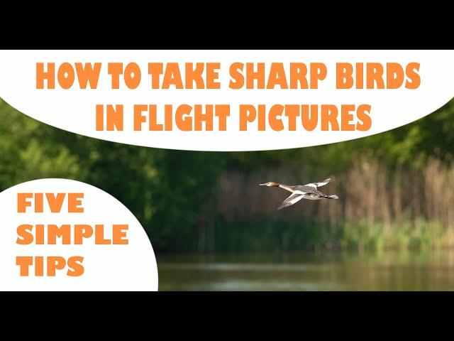 HOW TO TAKE SHARP BIRDS IN FLIGHT PICTURES